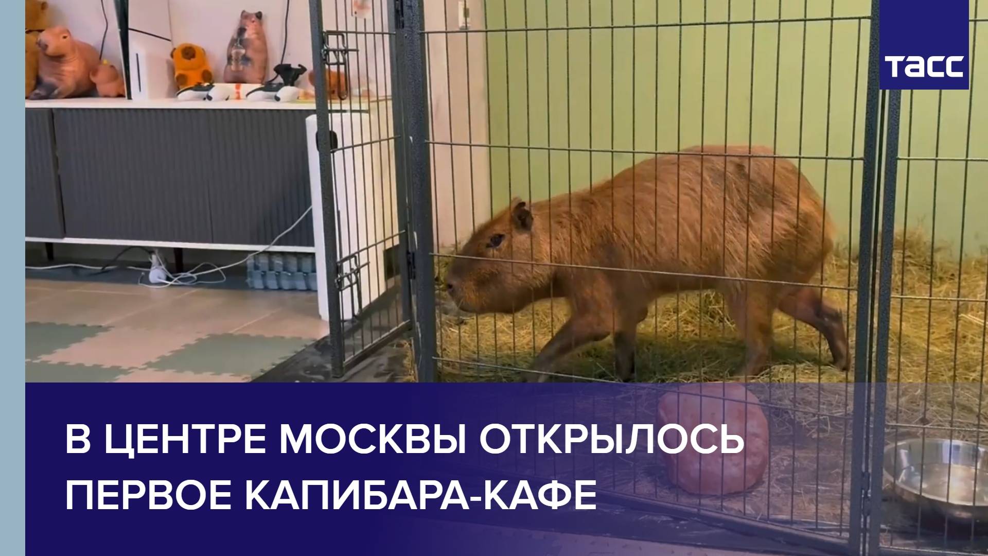 В центре Москвы открылось первое капибара-кафе