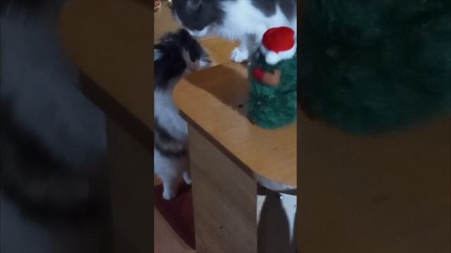 Настя и Мурка в недоумении )