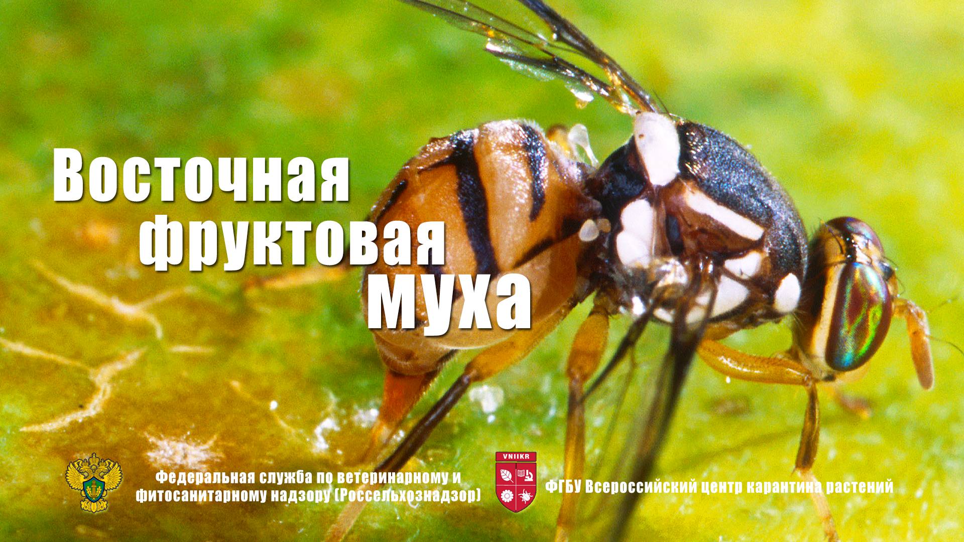 Восточная фруктовая муха (Bactrocera dorsalis Fiend.)