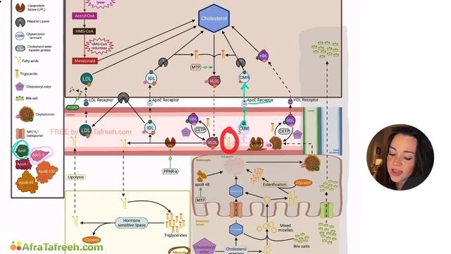 Lipid Transport Triglyceride and Cholesterol Import to Liver atf