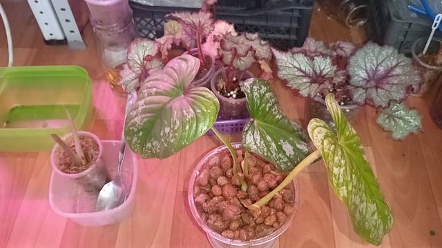 комнатные растения 🪴🪴🪴🪴🪴/обзор