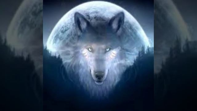 (Anime wolves) live like a warrior