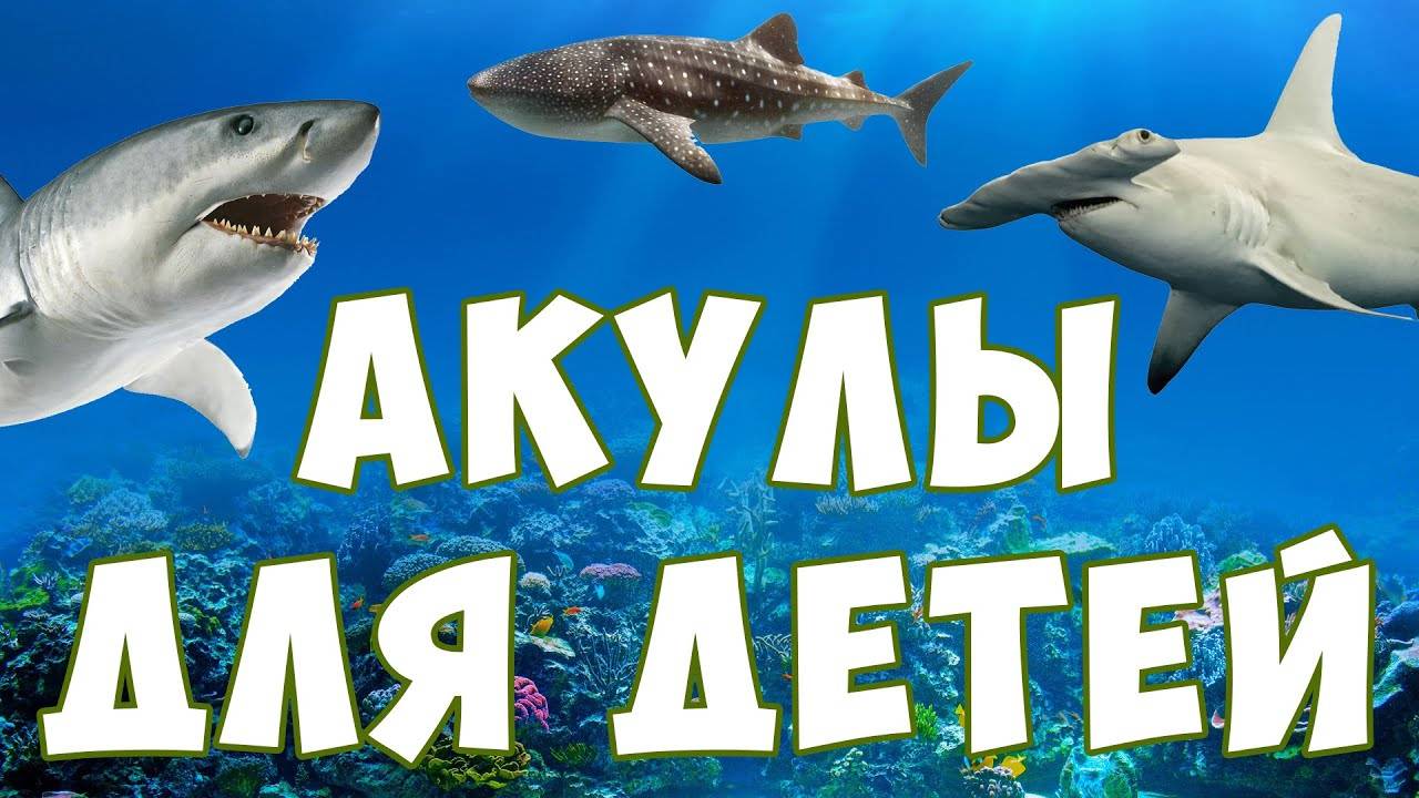 АКУЛЫ ДЛЯ ДЕТЕЙ. ИЗУЧАЕМ МОРСКИХ ЖИВОТНЫХ. РАЗВИВАЮЩЕЕ ВИДЕО