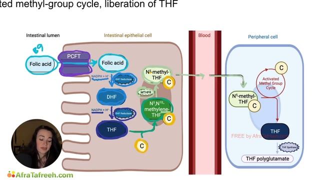 Absorption of Folate atf