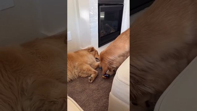 Увёл игрушку по - тихому 🤫