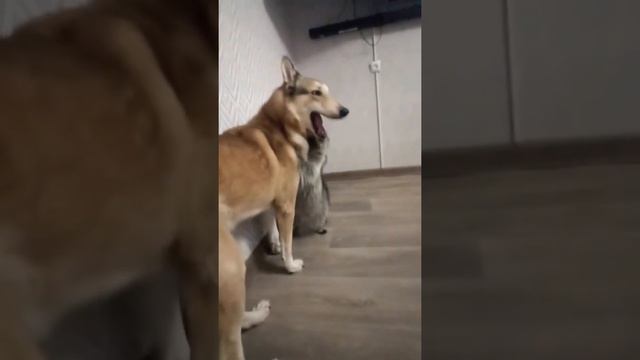 собака 🐶 или енот🦝🦝🦝