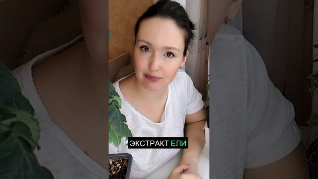 Удивительные полезные свойства хвойных растений 🌲