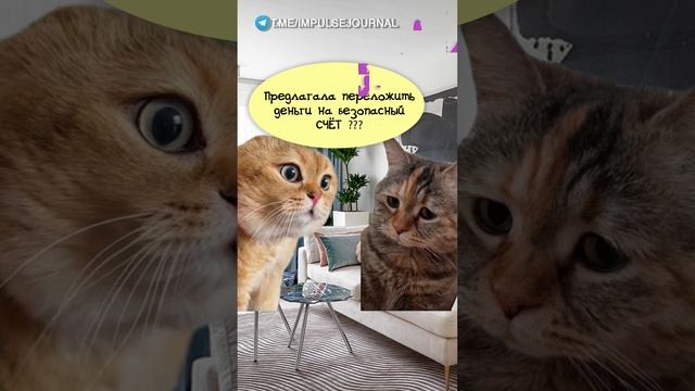 Аферисты #мыкотики #вмем #разговор #анекдот #шутки #животные #юмор #кошки #смешное #мемы #скетчи