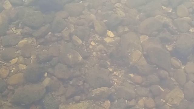 рыба клюëт на насекомых