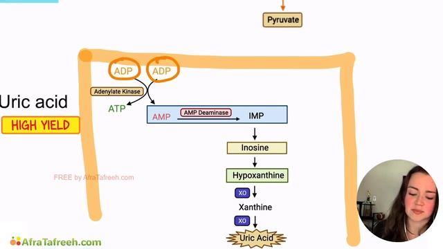 Fructose Metabolism Clinical Implications atf