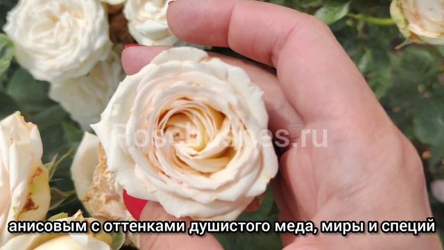 Мадам Анизетт. Madame Anisette. (грандифл) rosebushes.ru