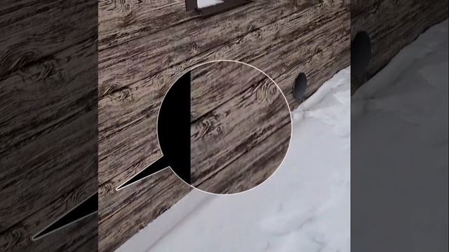 1000010780.mp4 (Собака помогает убирать снег у дома А-фрейм)
