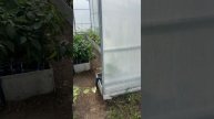 Второй Еврокуб для полива теплицы