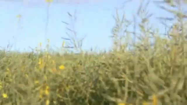 Эхо войны