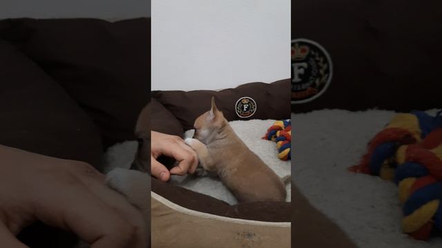 Рыжее солнышко! Породный щенок !