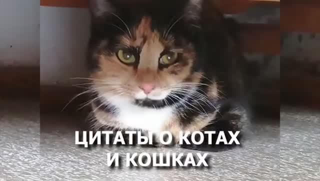 Котики