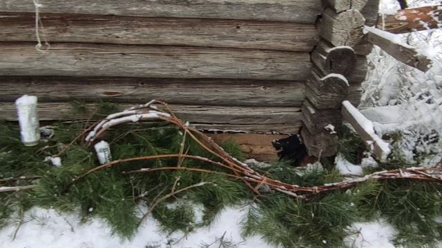 Укрытие винограда перед зимовкой!