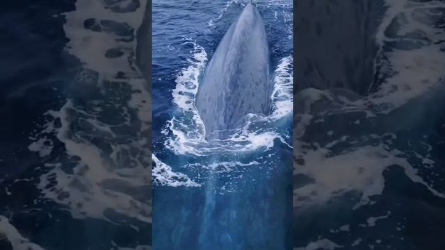 whale.mp4