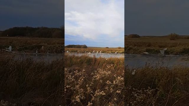 белая лебёдушка