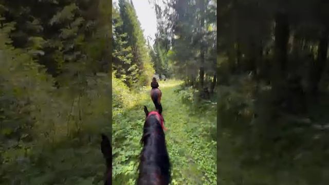Прогулка