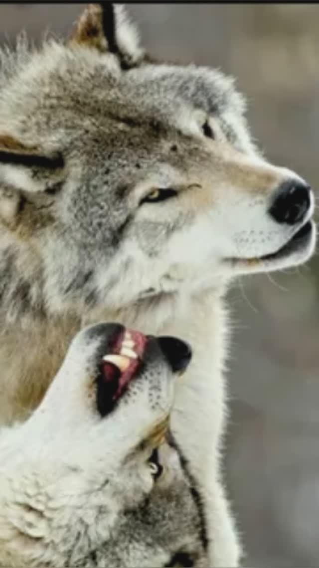 О волчьей верности...