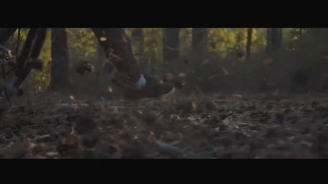 AutoDemoreel