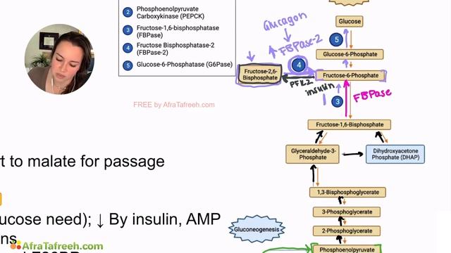 Gluconeogenesis Pathway atf