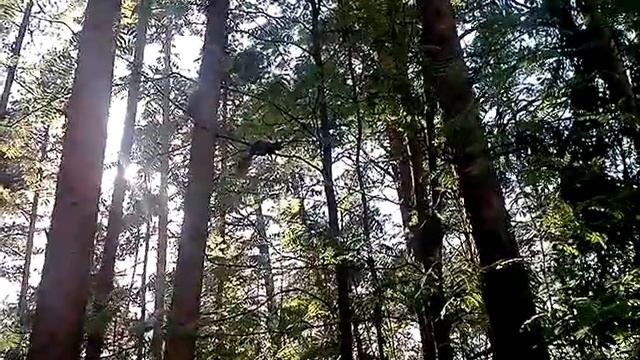 Белочка в центре Соснового Бора