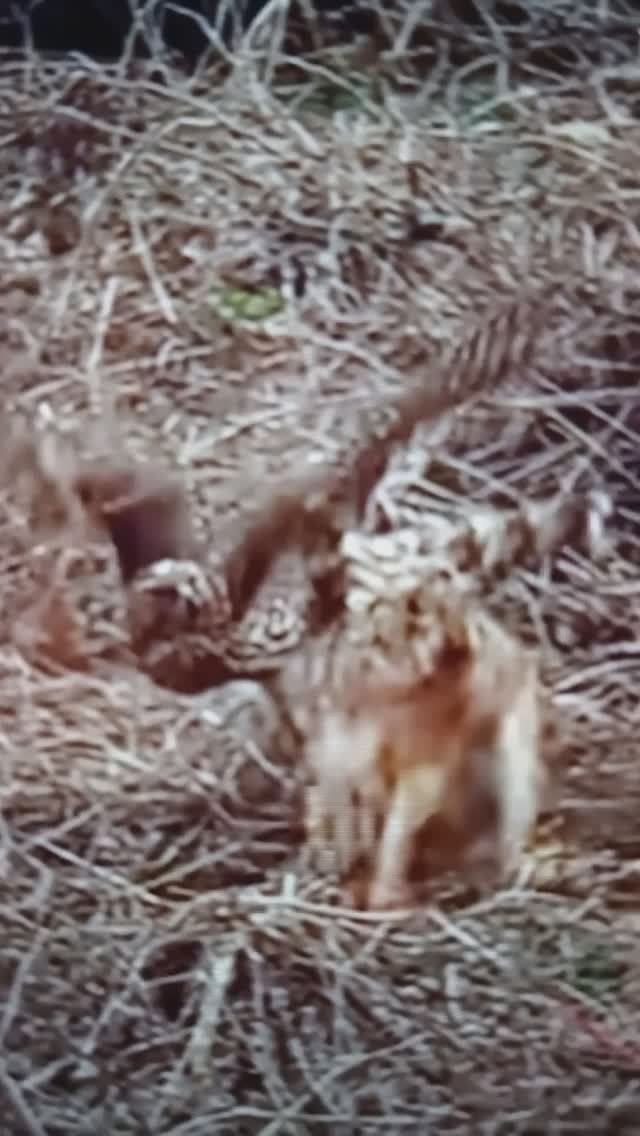 ПОГОНЯ Ястреба за Зайцем😲