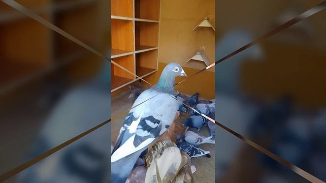Спортивное голубеводство. "ГОЛУБИ ОМСКА". Питомник_775