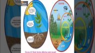 Abiotic Factors and Biotic Interactions: Influences on Plant Growth | for 6th grade