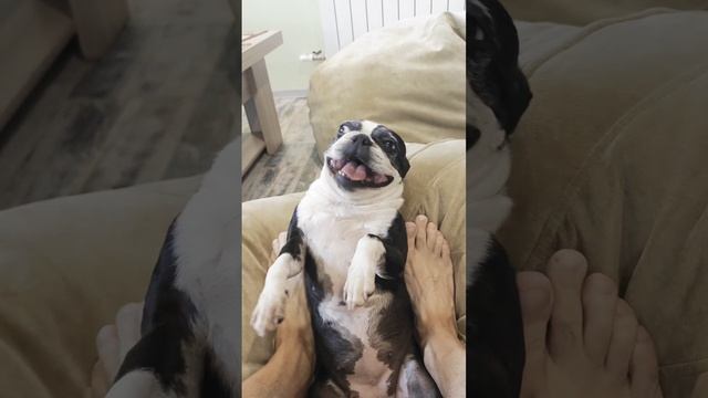 Собака улыбака