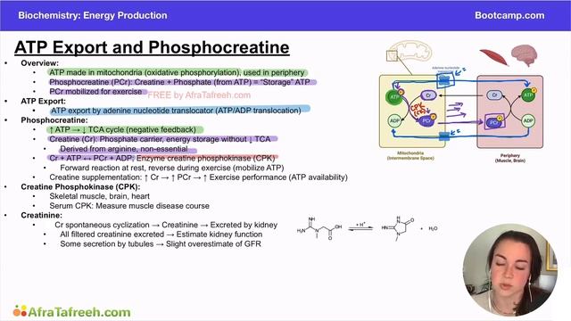 ATP Export and Phosphocreatine atf