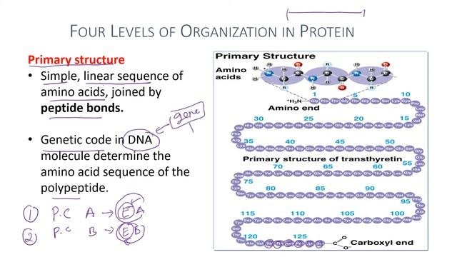 CHAPTER 1 | Proteins | Nur Syakireen Ishak