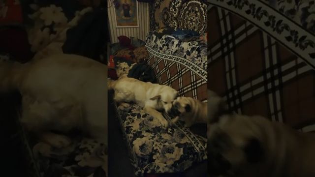 VID_20241227_161410_472.mp4