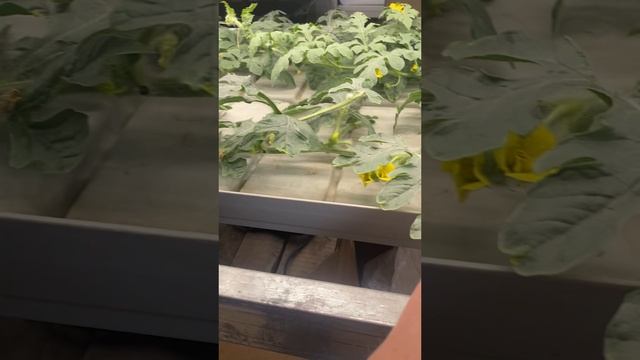 Арбуз в квартире