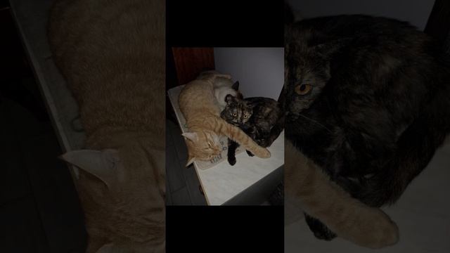 #кот #спасибо #круто