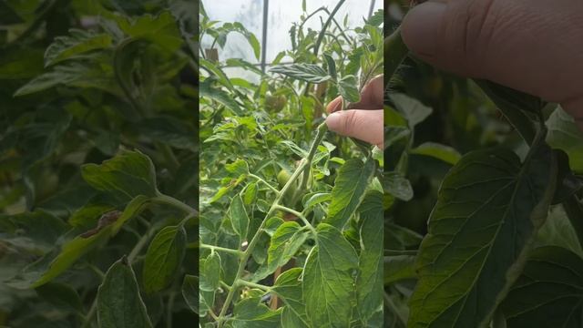 Небольшой обзор помидор в середине грядки