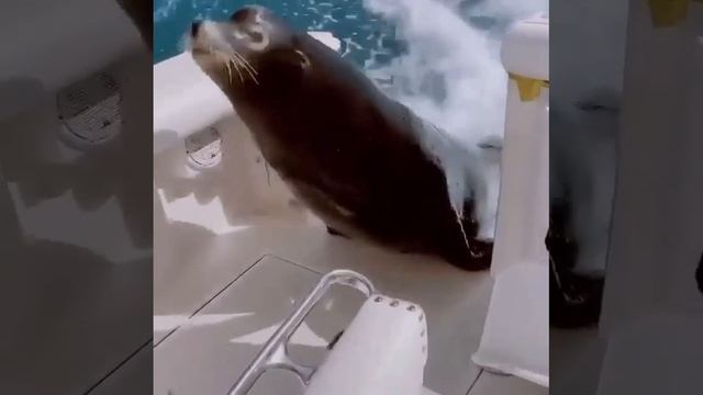 passenger.mp4