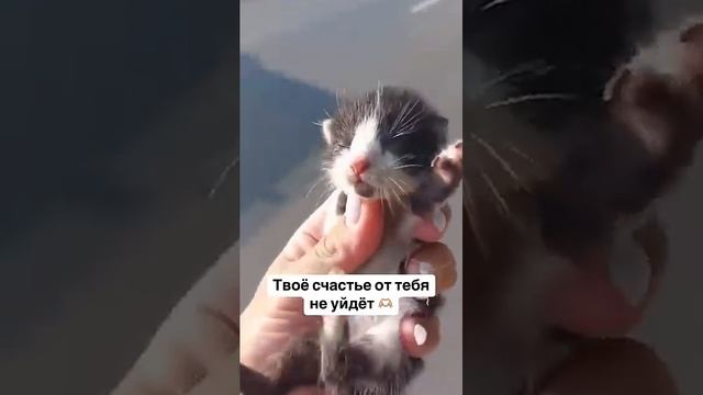 Твоё счастье от тебя не уйдёт