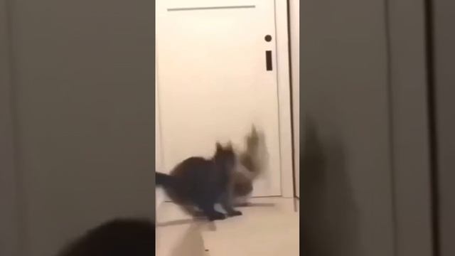 юмор с животными