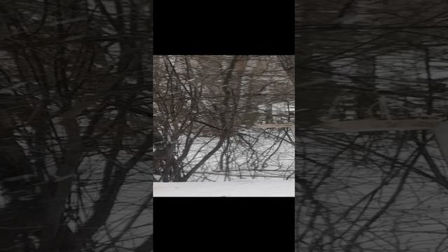 VID_20241227_131503.mp4