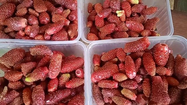 Купчиха. Едим витамины в апреле.