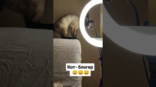 Кот - блогер 😄😄