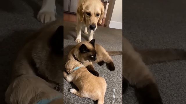 Котейка подменила мамочку ❤️🥰