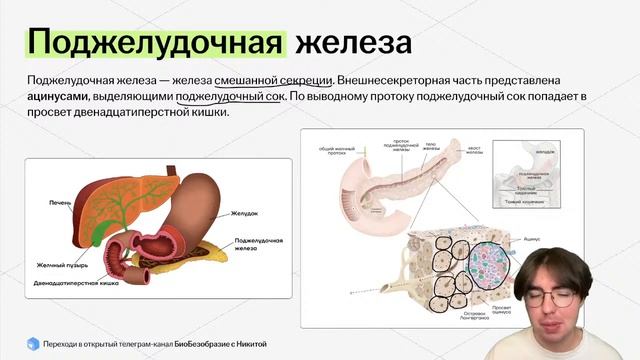 Большой вебинар по анатомии | Умскул