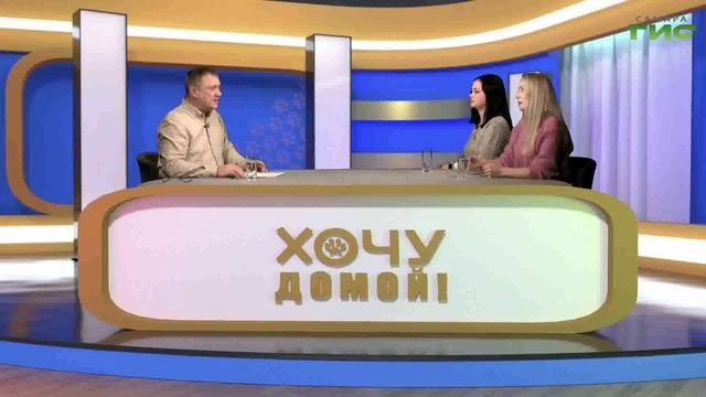 Новогодняя ночь: советы по предотвращению несчастных случаев с домашними животными