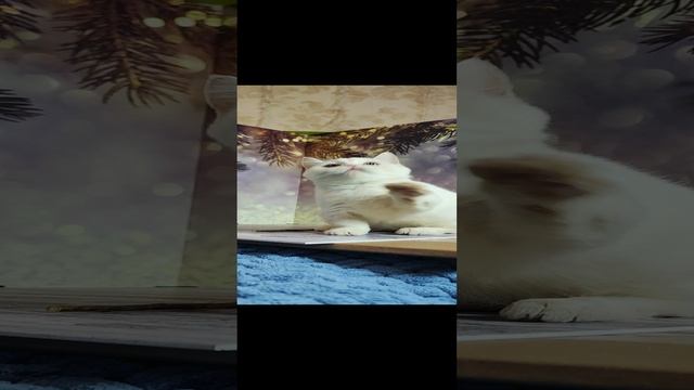 белый манчкин.mp4