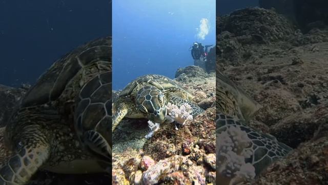 Подводный мир