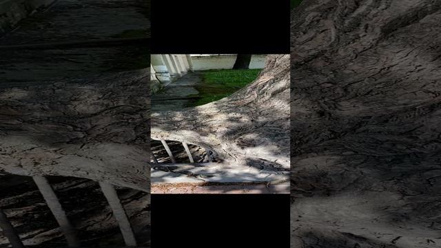 Живое дерево вросло в ограждение_Дерево с металлом дополнение друг друга)